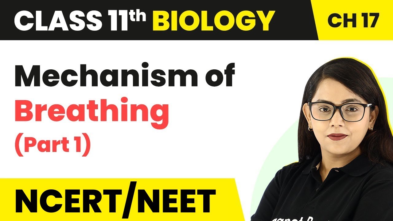 Mechanism of Breathing (Part1) - Breathing and Exchange of Gases | Class 11 Biology
