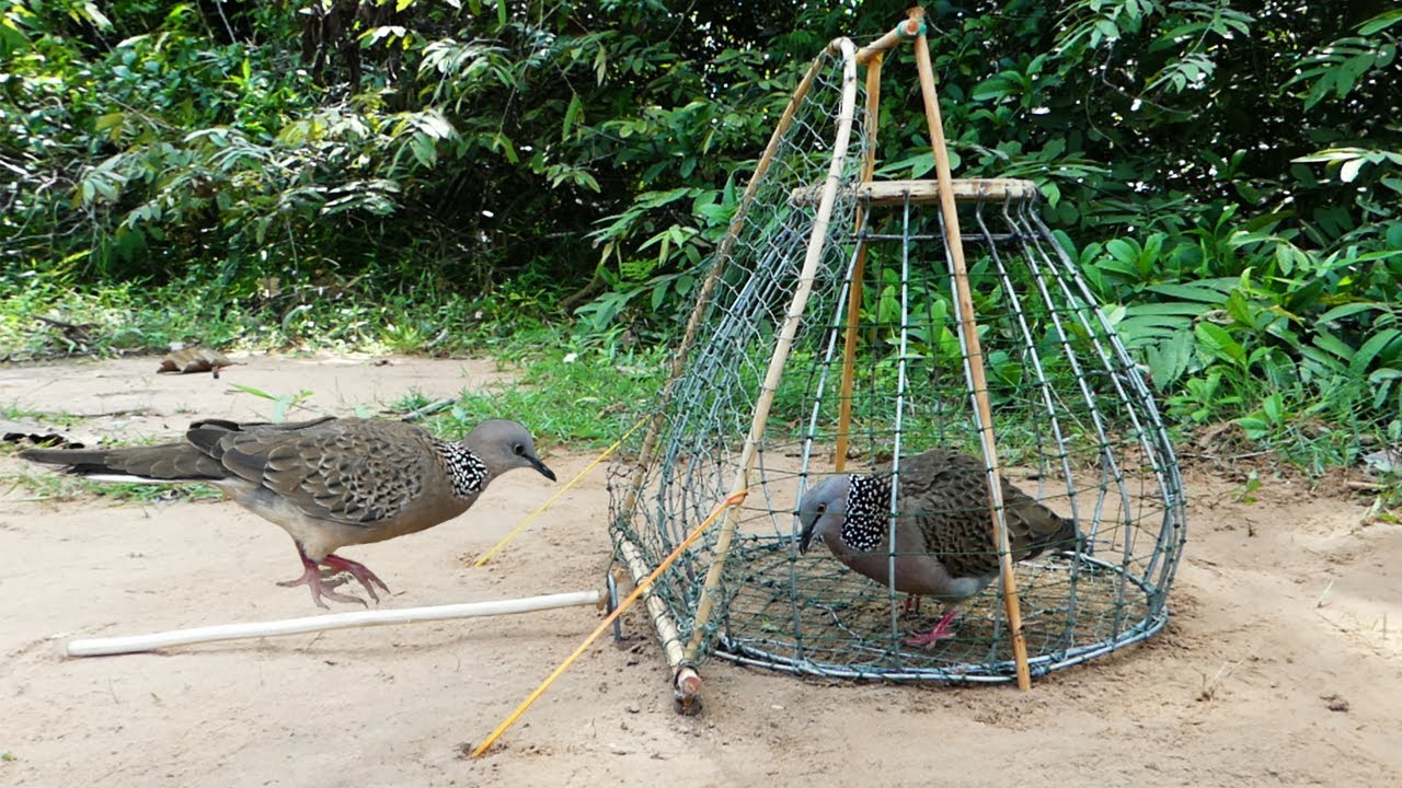 Easy Dove Trap With Traditional Creative Trap - Method Bird Trap