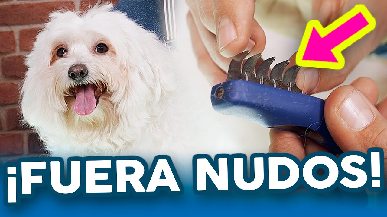 Cómo QUITAR NUDOS de forma FÁCIL y RÁPIDA 😊 Peluquería Canina
