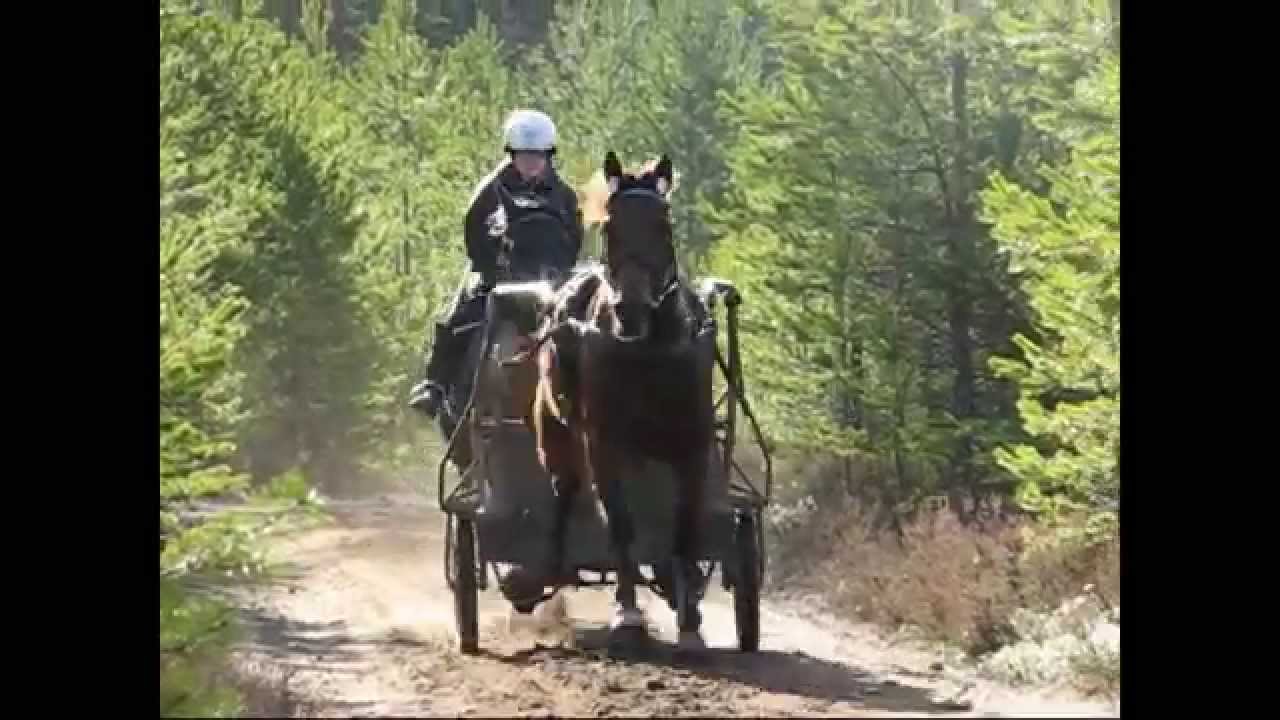 Backtr&auml;ning