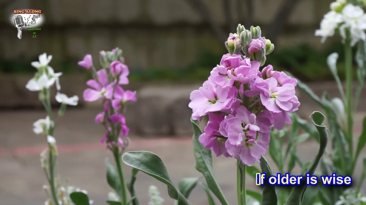 Bee Gees - Wildflower - Singalong music video