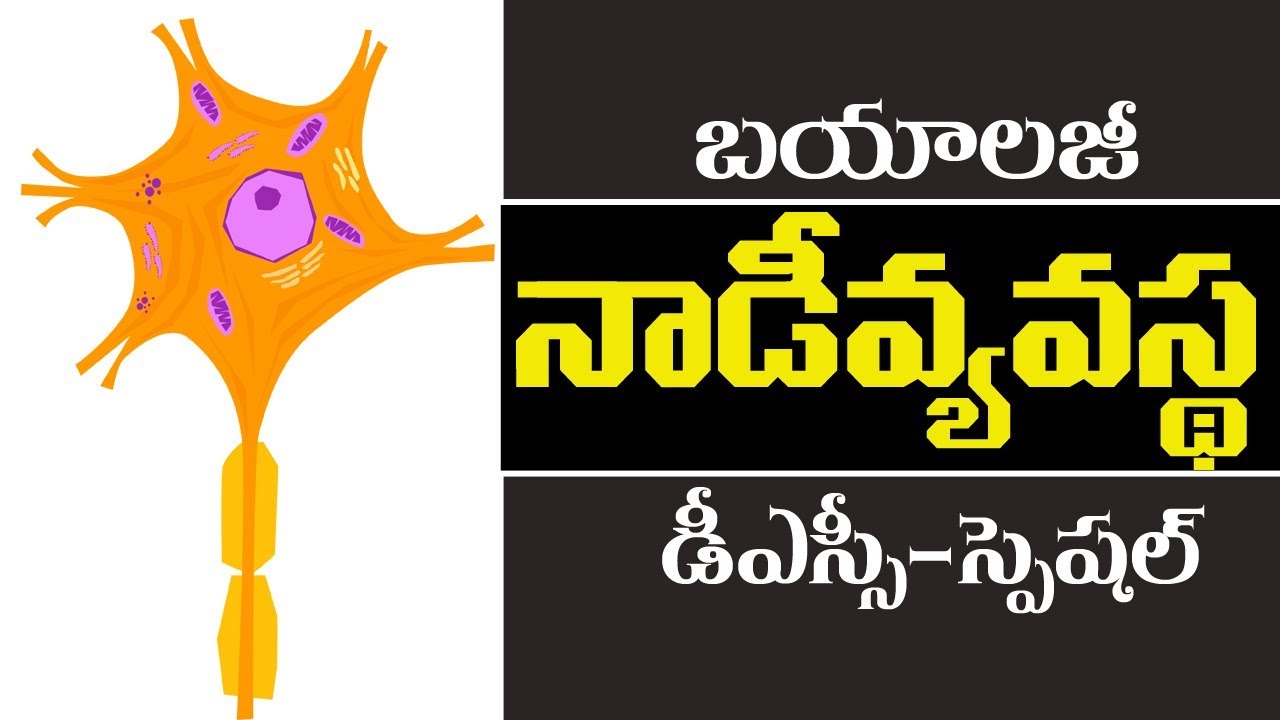 TET/TRT & DSC || Nervous System || Biology Telugu Medium