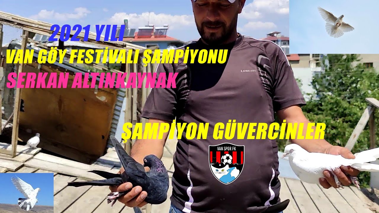 Şampiyon  Güvercinler/Van Yüksek Uçum Güvercinleri Göy Festivali Birincisi Serkan Altınkaynak