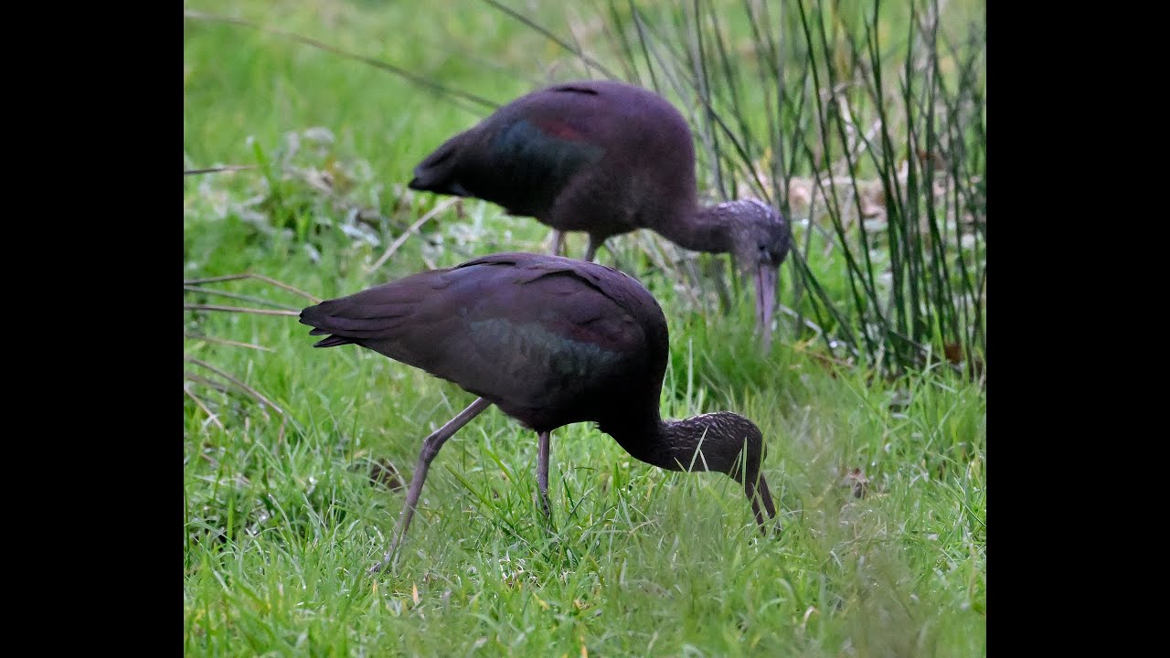 10 glossy ibis in slow-mo flying in the wind around the Wareham by-pass in Dorset 20/01/26 #birds