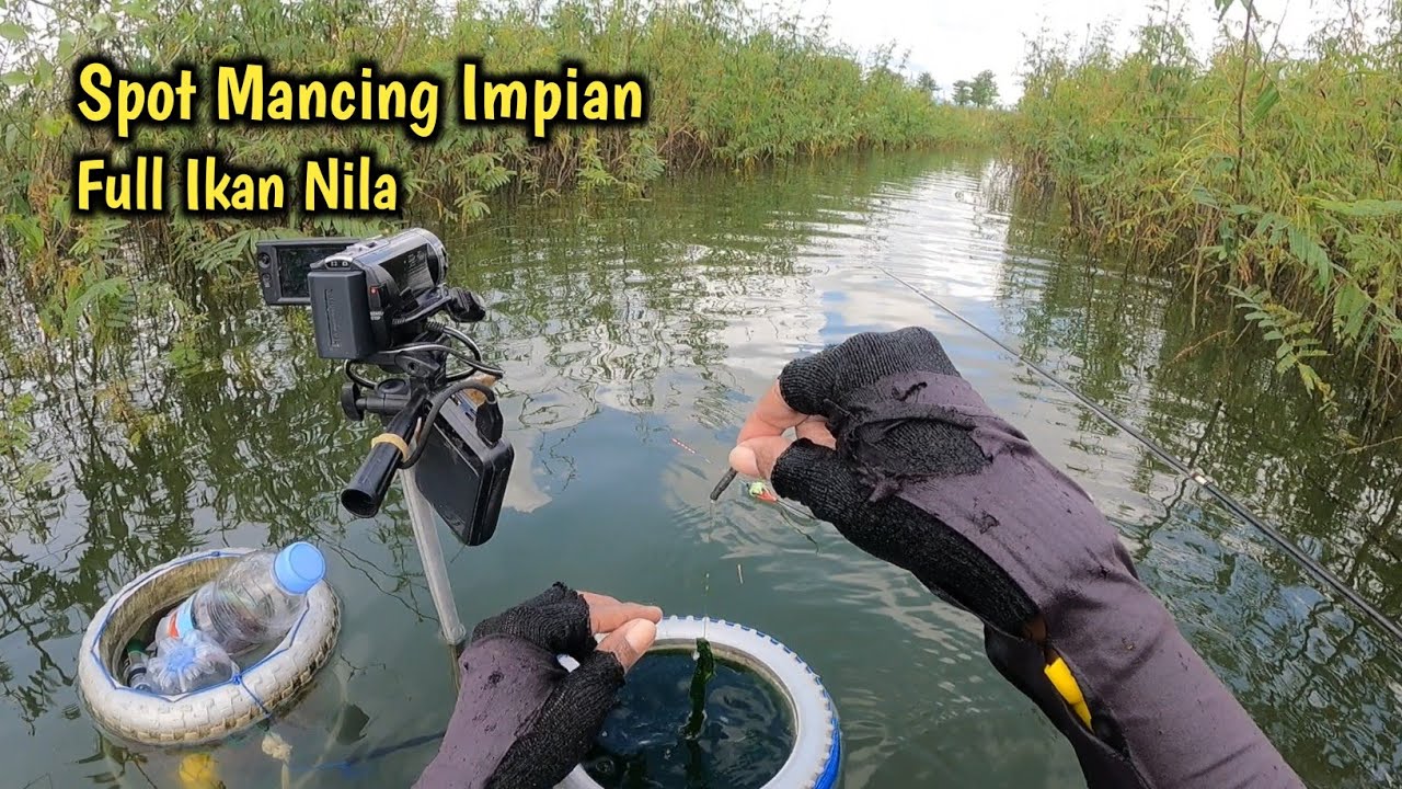 FULL IKAN NILA‼️SPOT MANCING IMPIAN SEMUA PEMANCING LIAR‼️MANCING IKAN NILA - MANCING MANIA