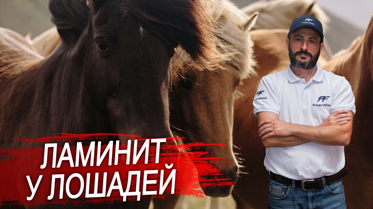 Ламинит у лошадей. Воспаление ламинарного слоя.