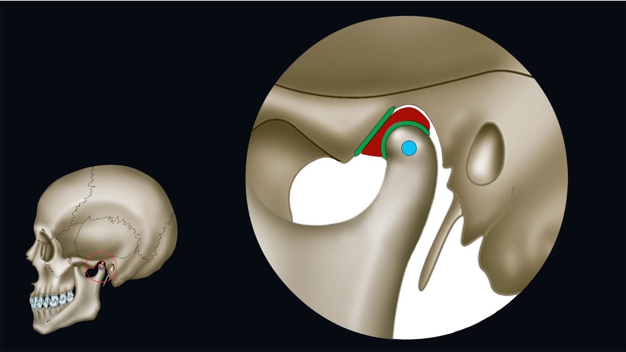 02 Discus articularis (Gelenkscheibe) - Unterkieferbewegung als Funktion des Kiefergelenks