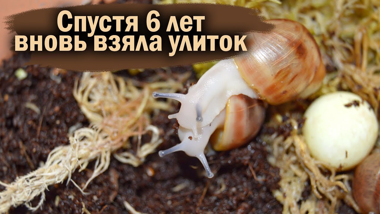 VLOG: КОРМИМ УЛИТОК С ВАСИЛИСОЙ И ЕЁ СОБАКАМИ