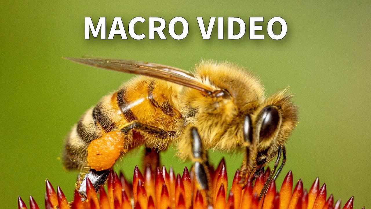 Sony 90mm: Shooting Macro Video Footage of Insects