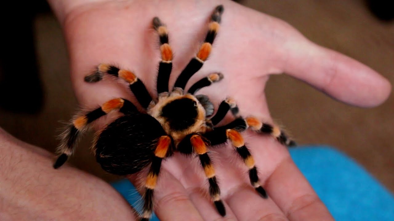 Handling beautiful Mexican Giant Red knee tarantula (B. annitha) [Inferion7]