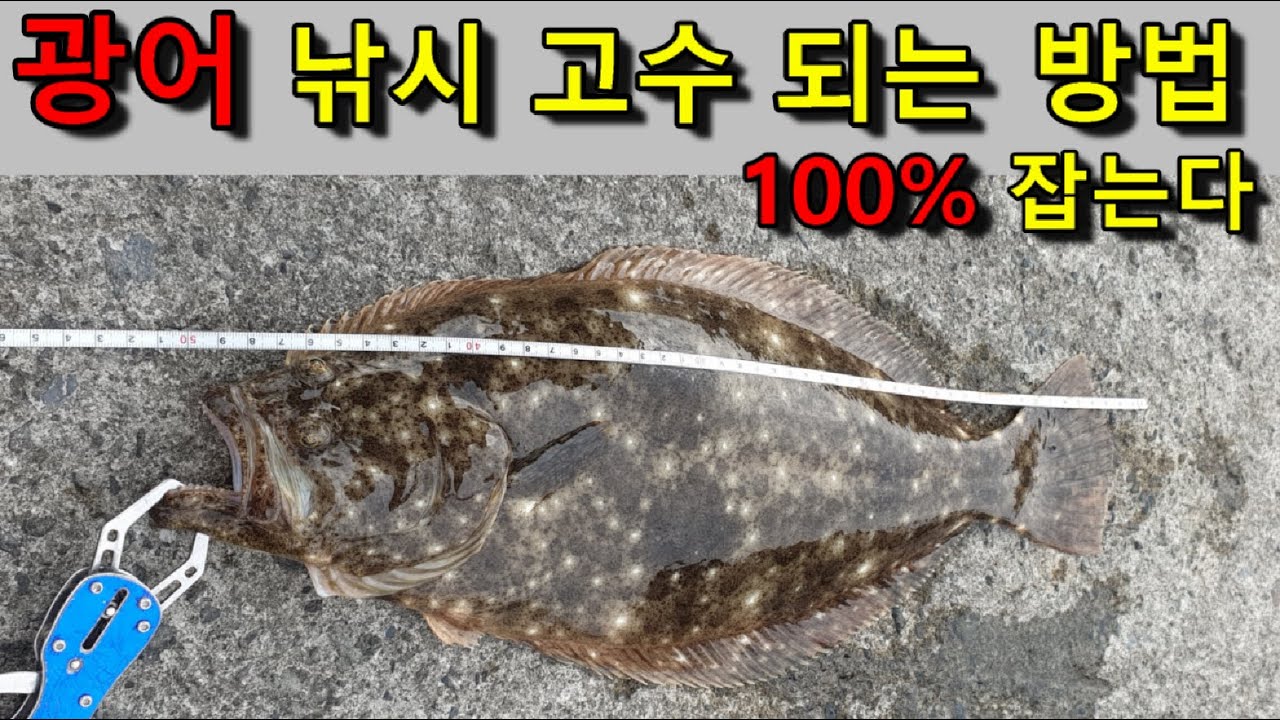루어낚시 입문 | 갯바위 광어낚시 총정리. 4가지 비법. 영상보고 꽝치면 책임집니다 ㅋㅋㅋㅋㅋ