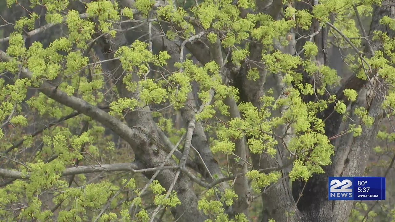 What is Arbor Day?