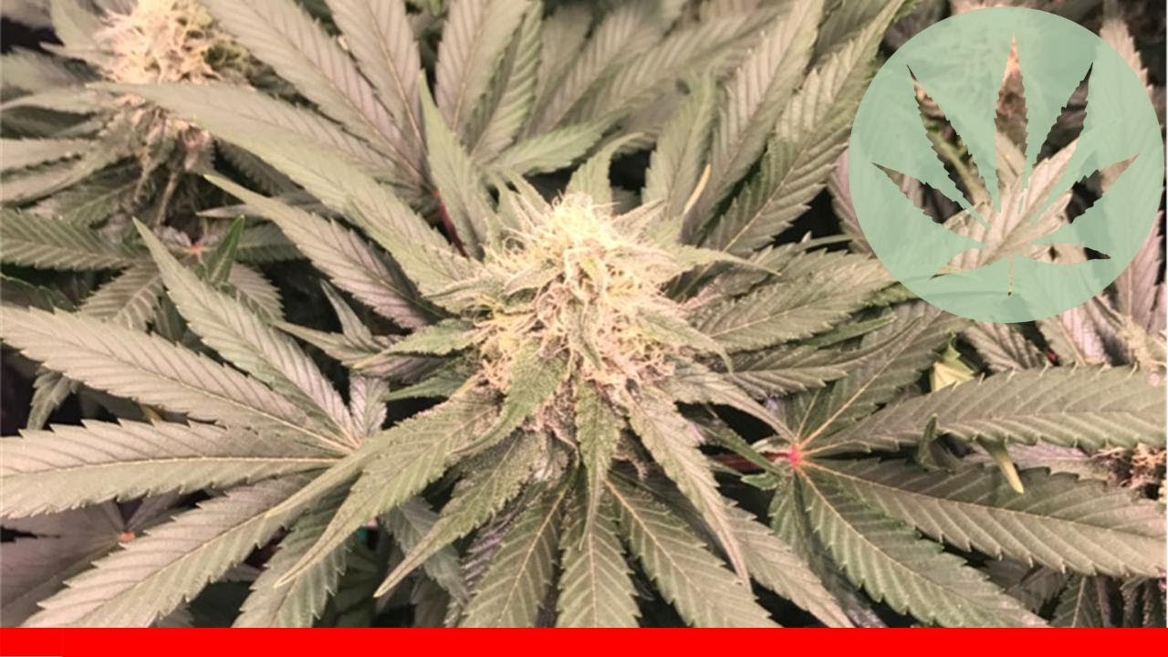 Mango - All About This Strain