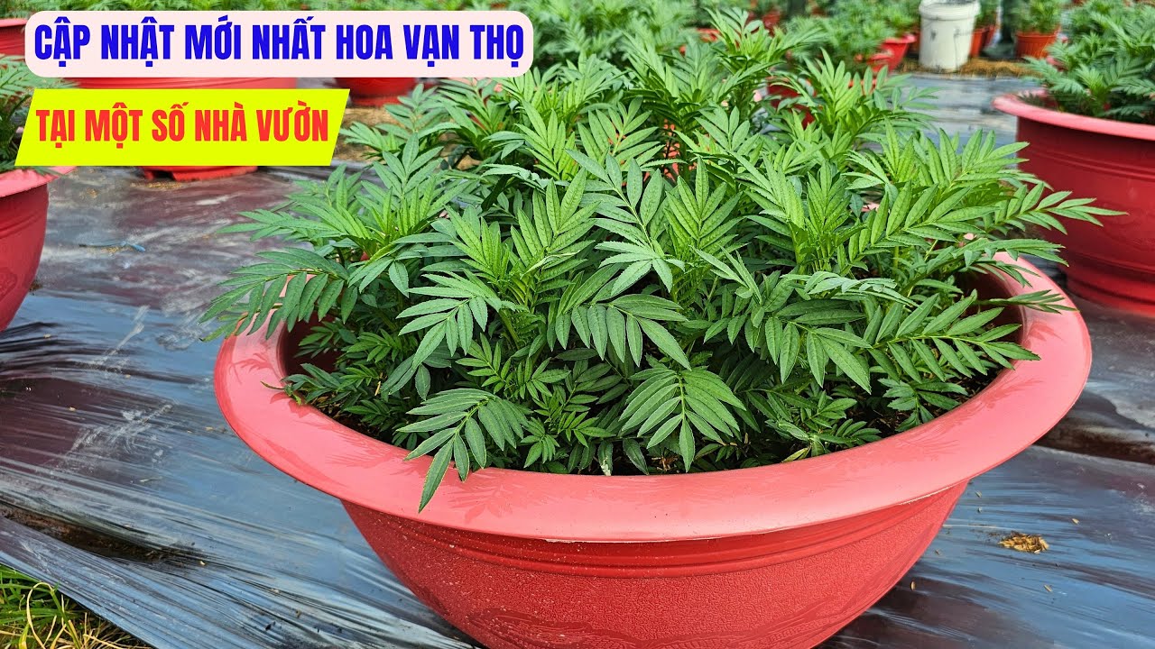 Tình hình hoa vạn thọ tại một số nhà vườn – Thời điểm này ra sao?