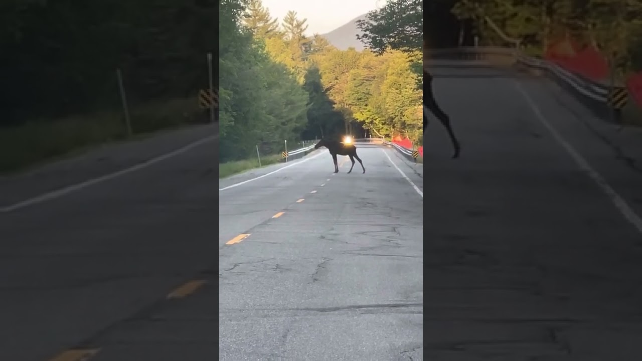 A walk to remember 2 encounter with Moose
