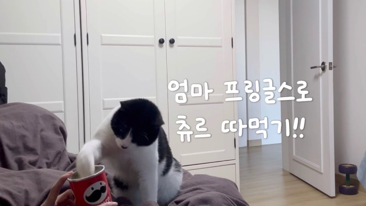 엄마 프링글스로 츄르 따먹기