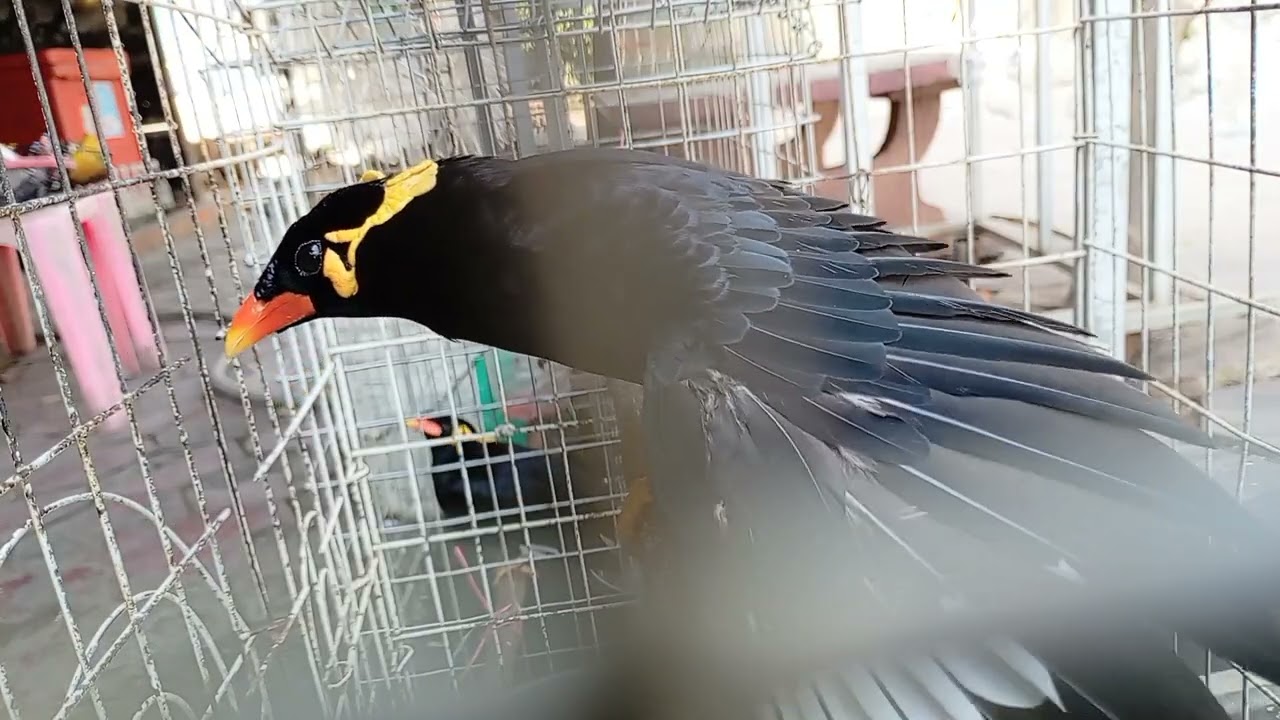 Sarika​ keo​ voung,​birds,​clip8​ part2​full,#birds,#BORABo,#pets,#animals,#Talkingbirds,#smartbird 