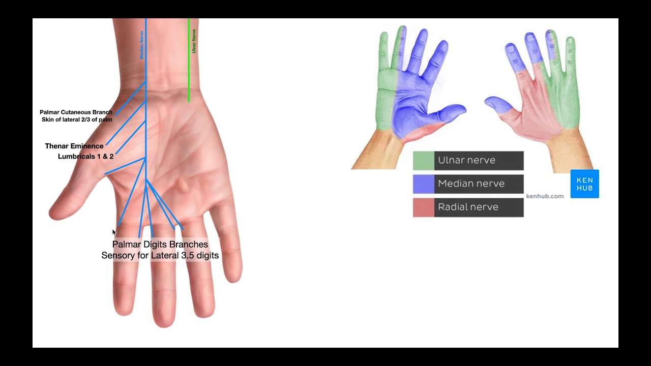 Branches of the Ulnar & Median Nerves [in Hand]