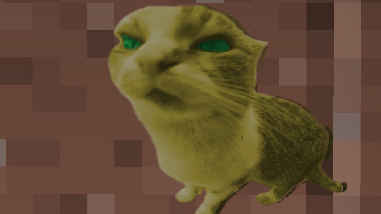 Cats with more than just 7 lives