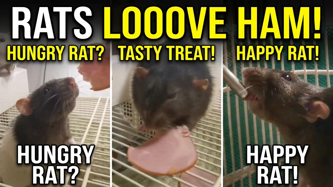 Very tasty ham for Rats. #pets #rat #cute