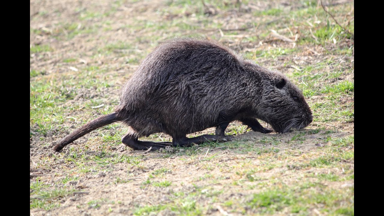 la nutria, conosciamo meglio il castorino