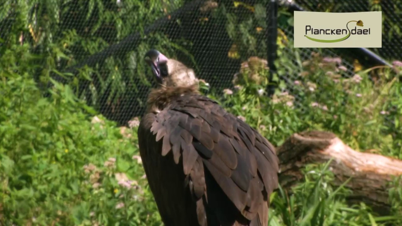 Vulture Awareness Day 2017 in Planckendael