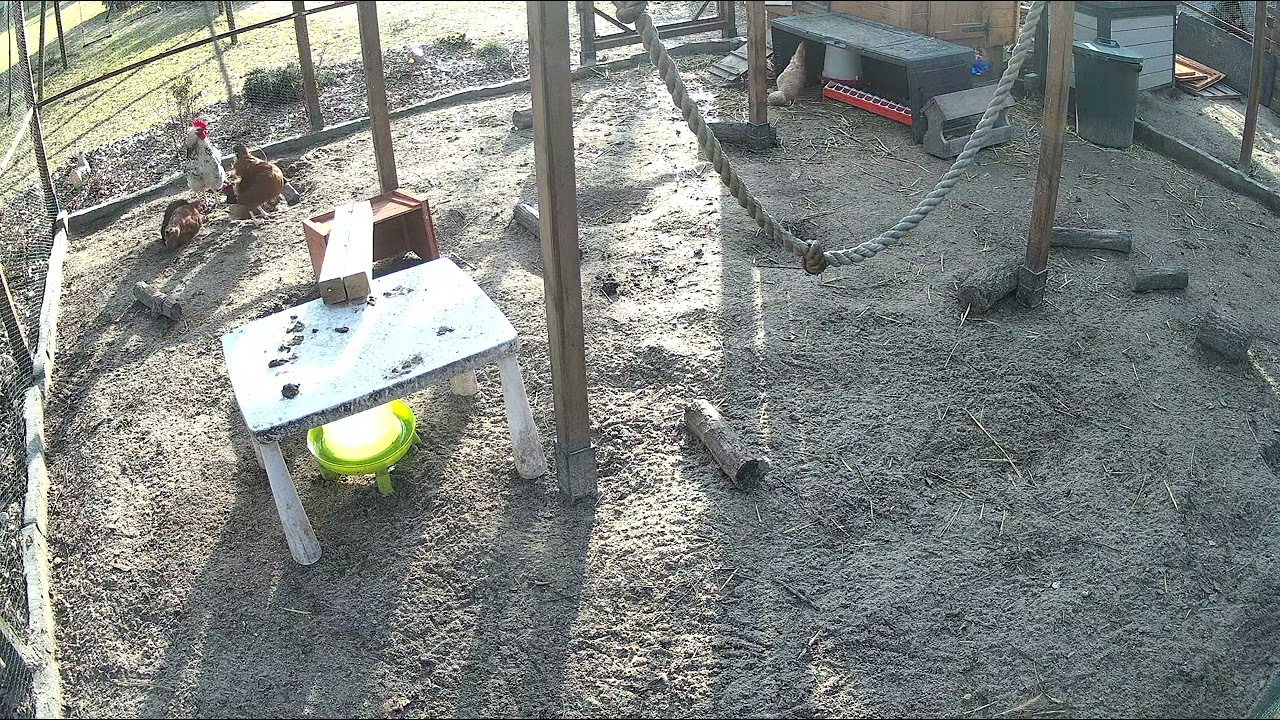 Sunny Day - Chillin' Chickens ( Raw Data 27.02.206 )