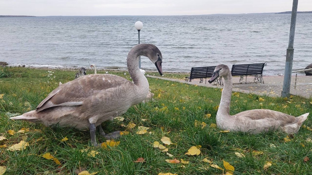 What Happens When Swans Meet Ducklings?