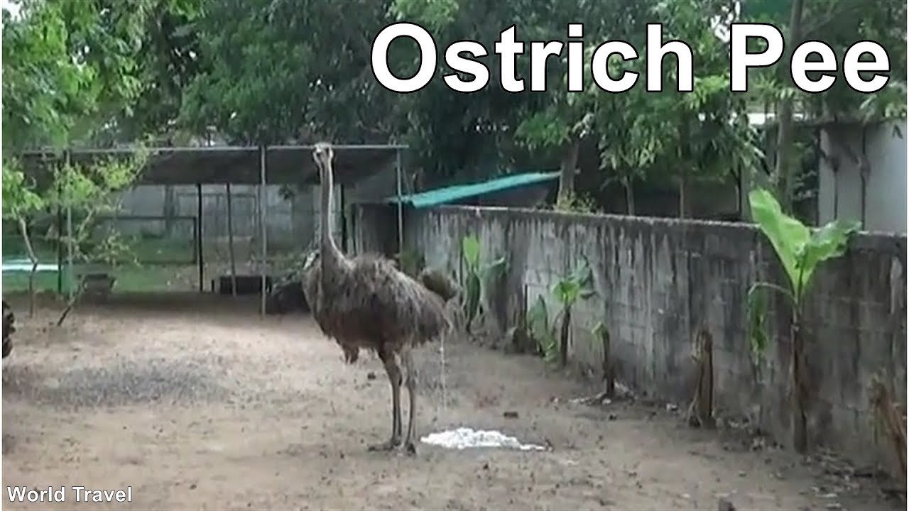 An Ostrich can Pee a bucket full in 1 go.