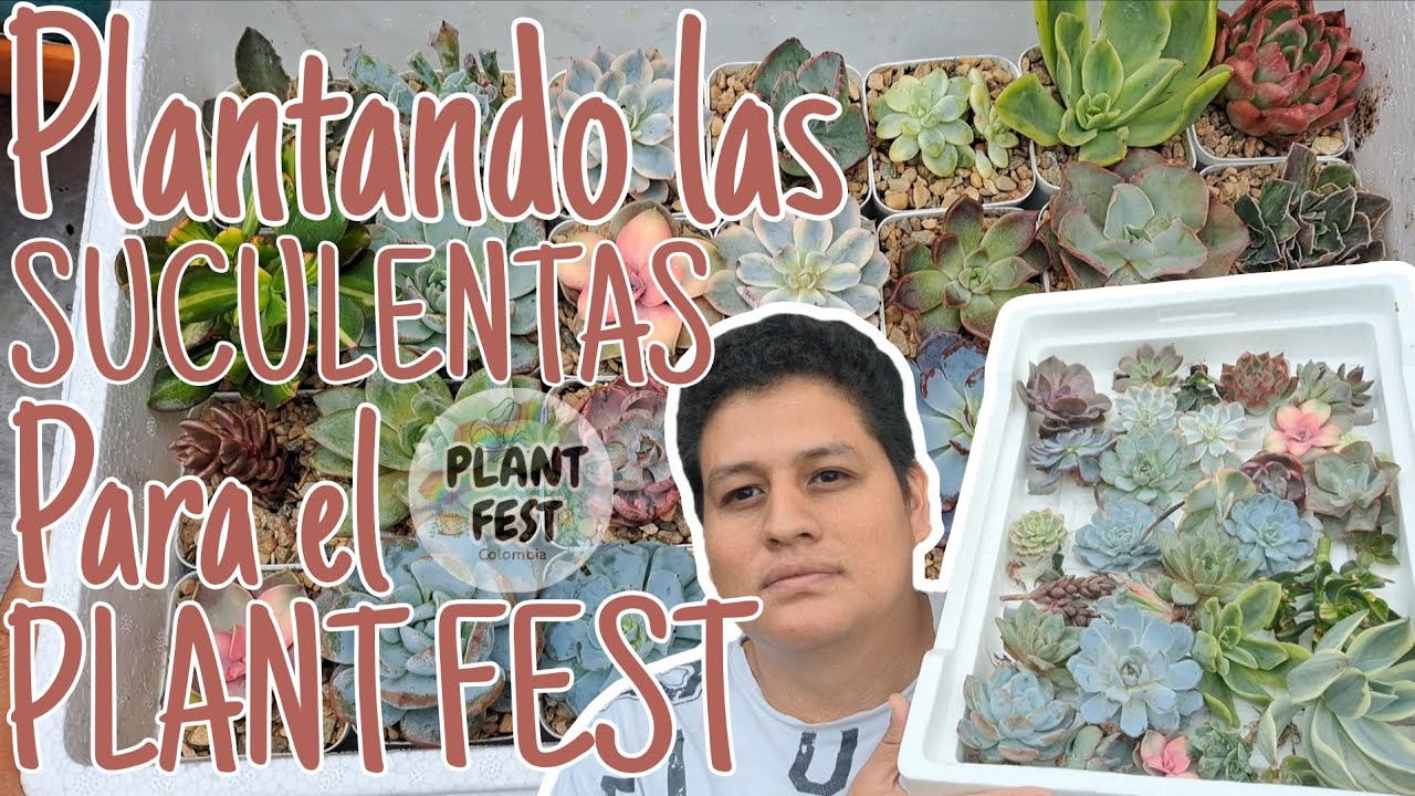 Preparando las suculentas donadas para el Plant Fest 🌱