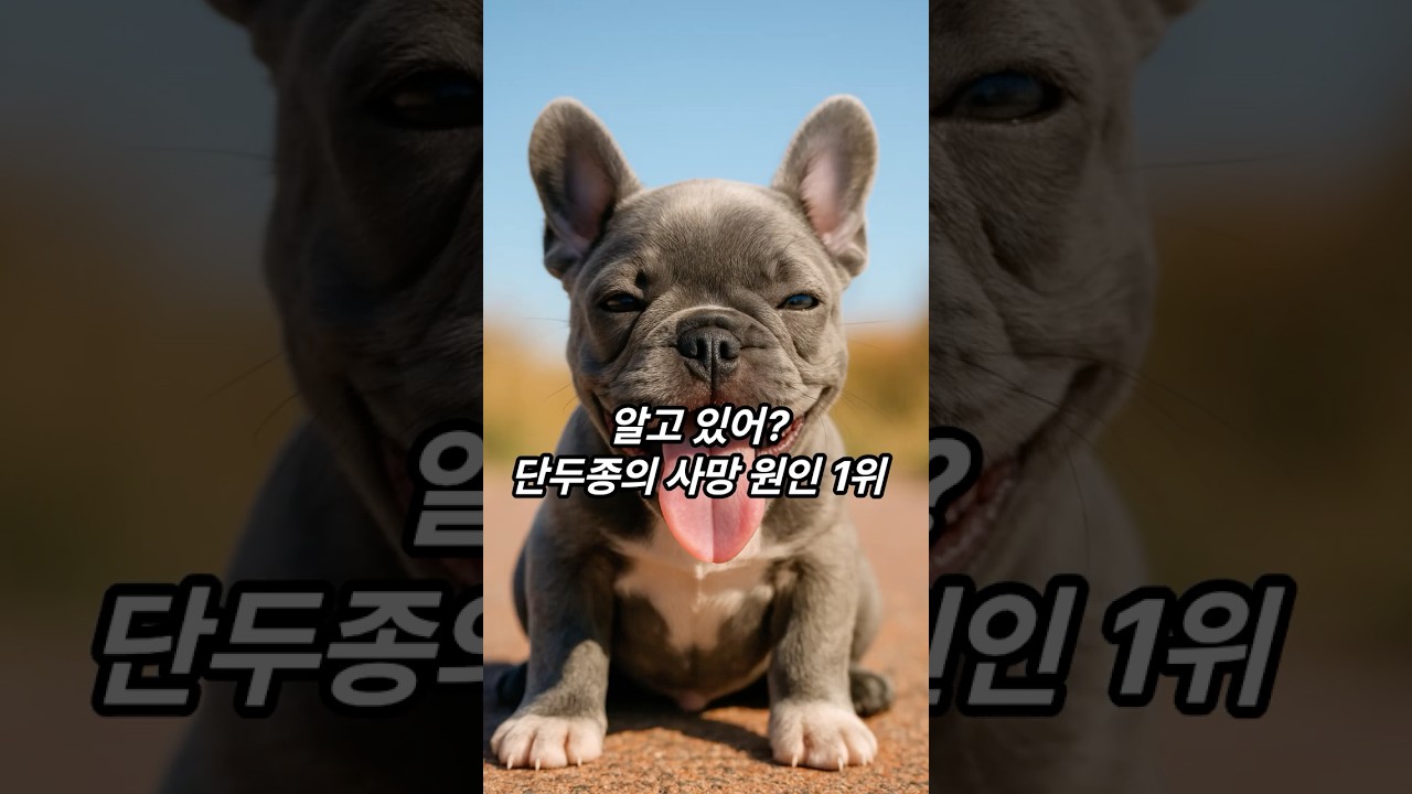 단두종 아이들 여름 필수 상식