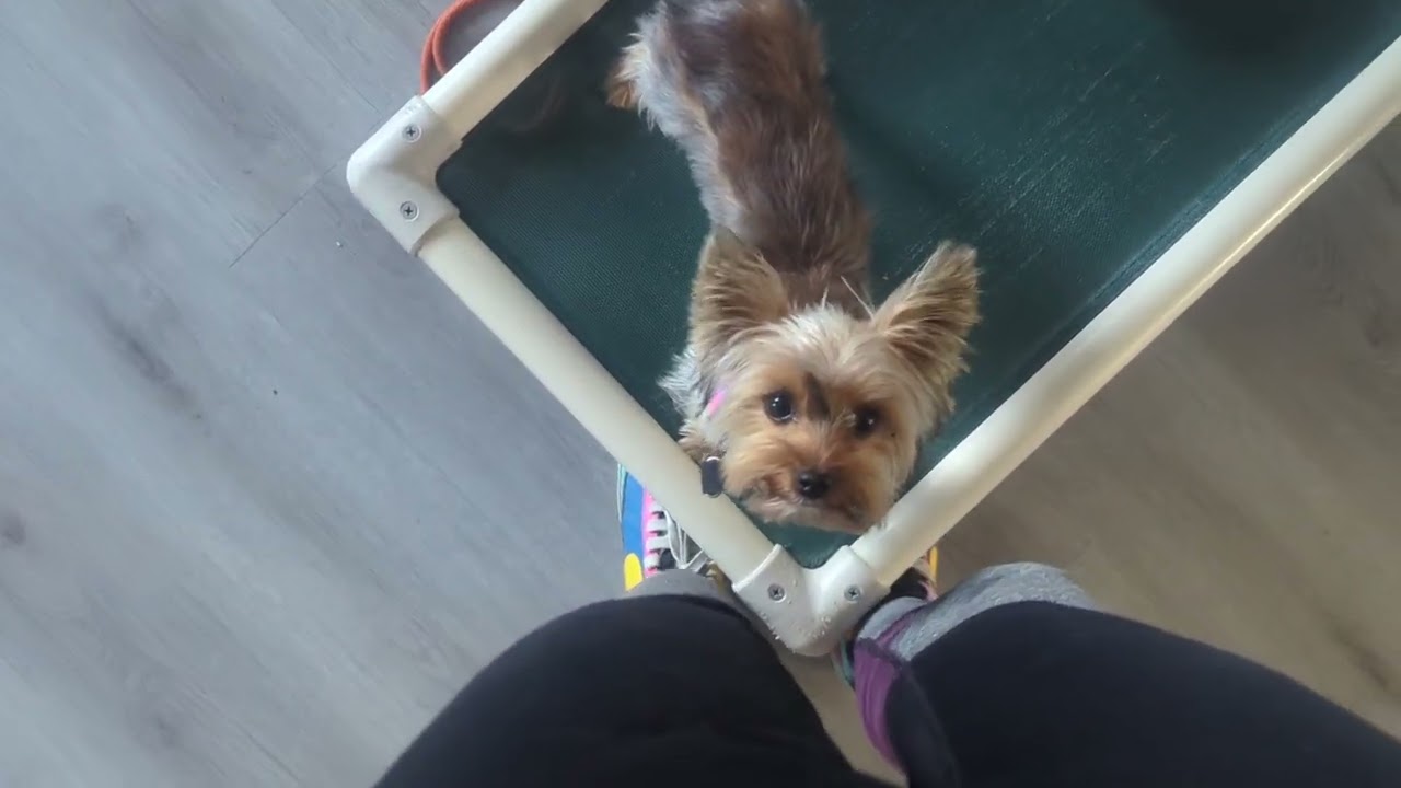 Coco day 4, bed practice, barking