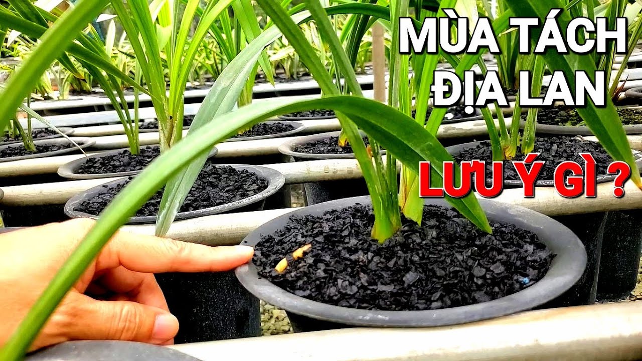 ✅LAN.164 - Mùa tách Địa Lan/Lưu ý Kỹ thuật giúp cây Vượt trội/Vườn lan Trưởng Lâm/Nhật ký Trồng Lan