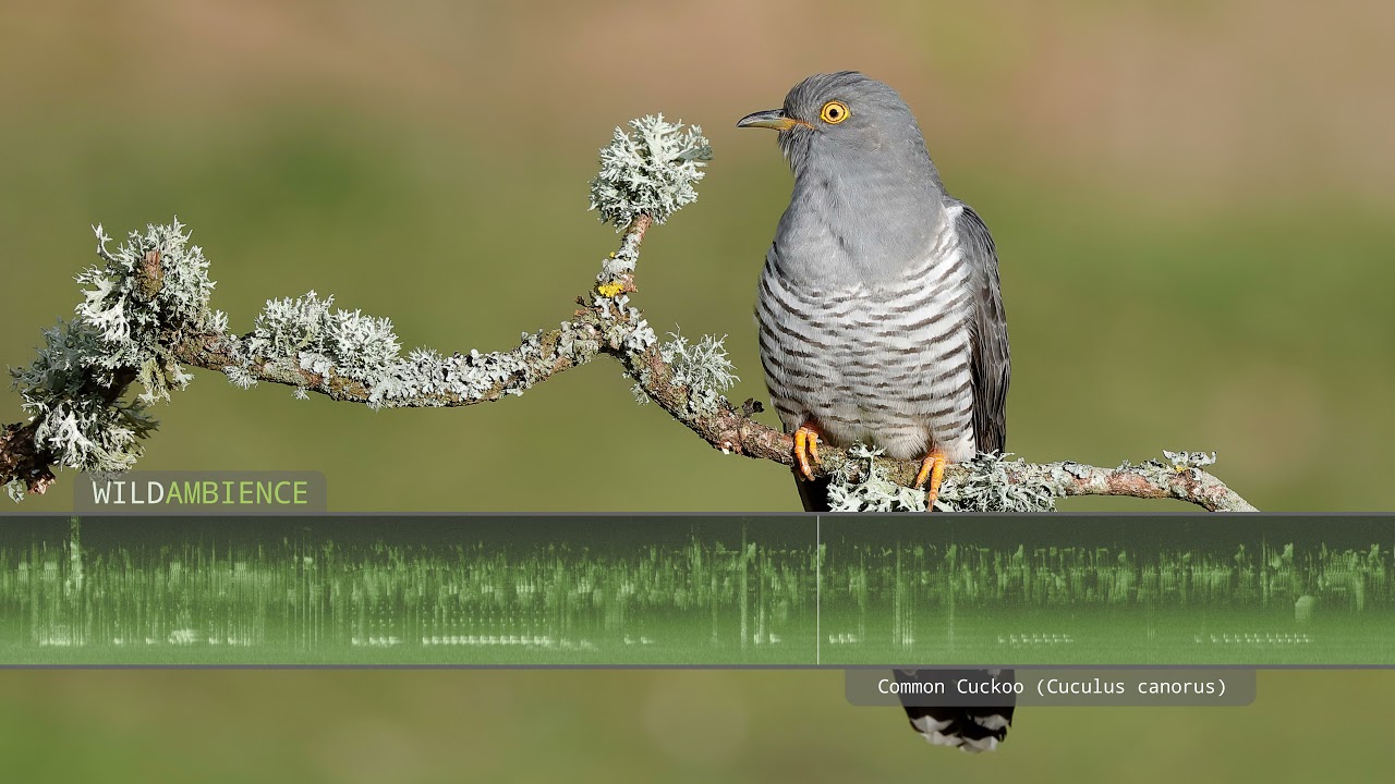 Common Cuckoo Call & Sound - Typical 'cuckoo' song along with other sounds