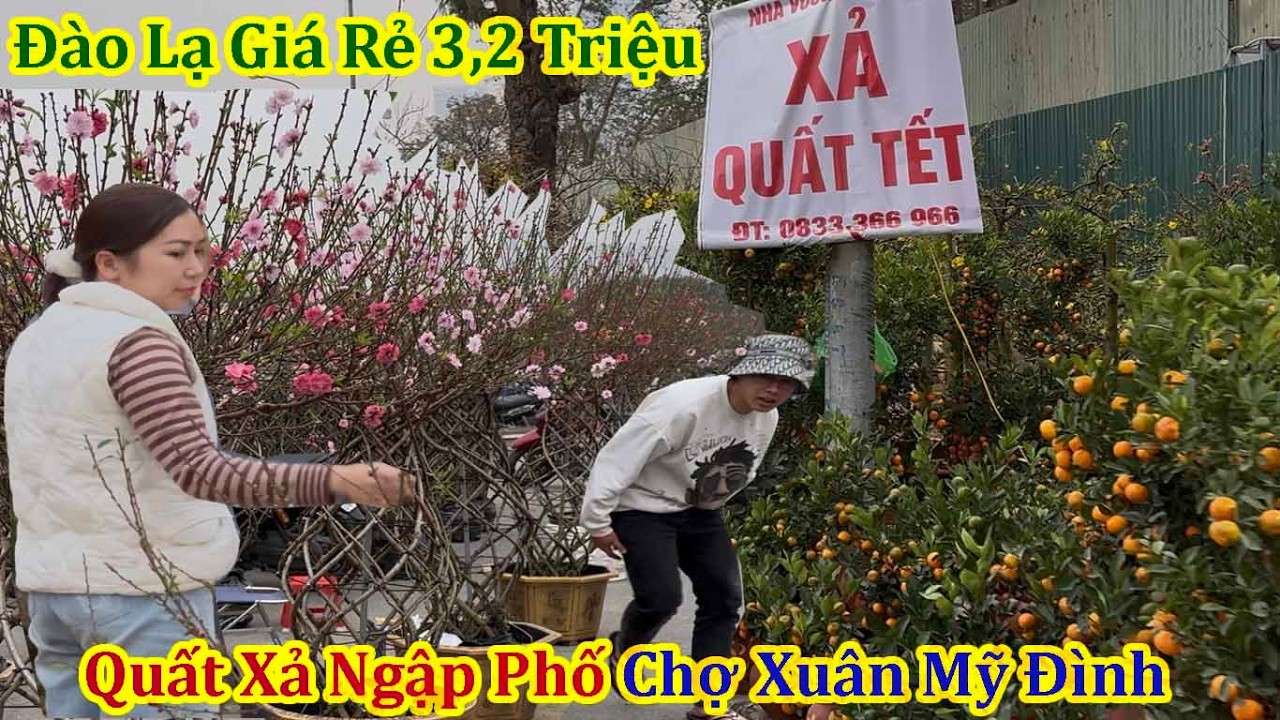 Tết Hà Nội 2026 - Quất Xả Sớm Đào Lạ Giá Rẻ Ngập Phố Chợ Hoa Xuân Mỹ Đình