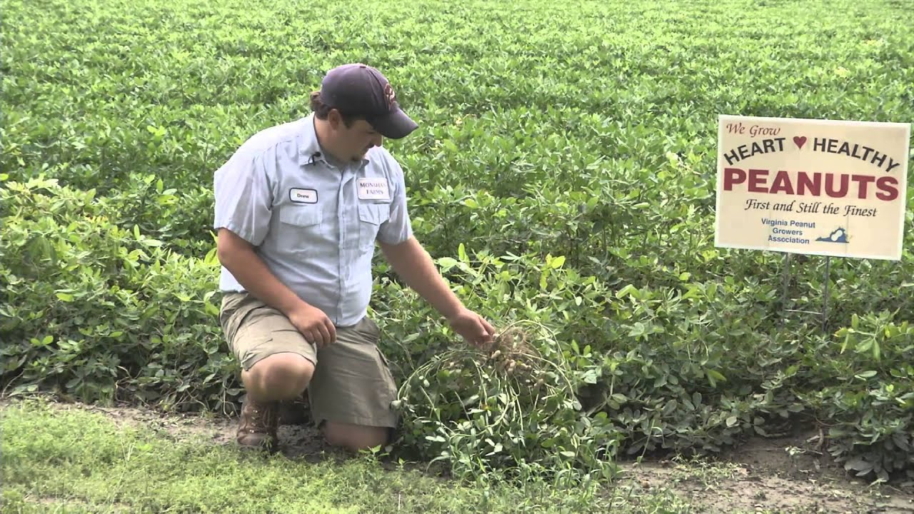 Peanuts in Virginia