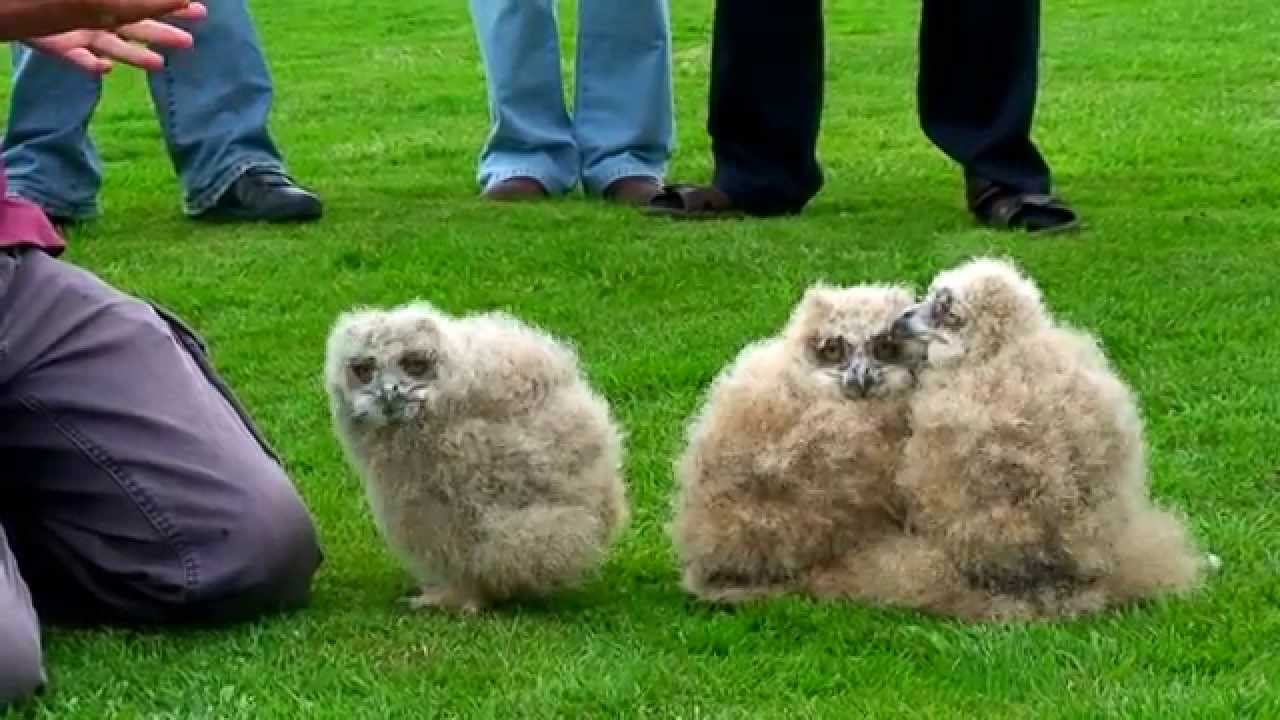 Baby Eagle Owls