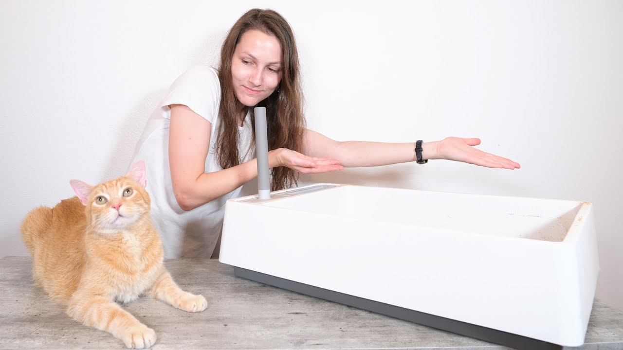 Почему мой кот не ходит в лоток? 11 советов, как научить его думать «внутри лотка»
