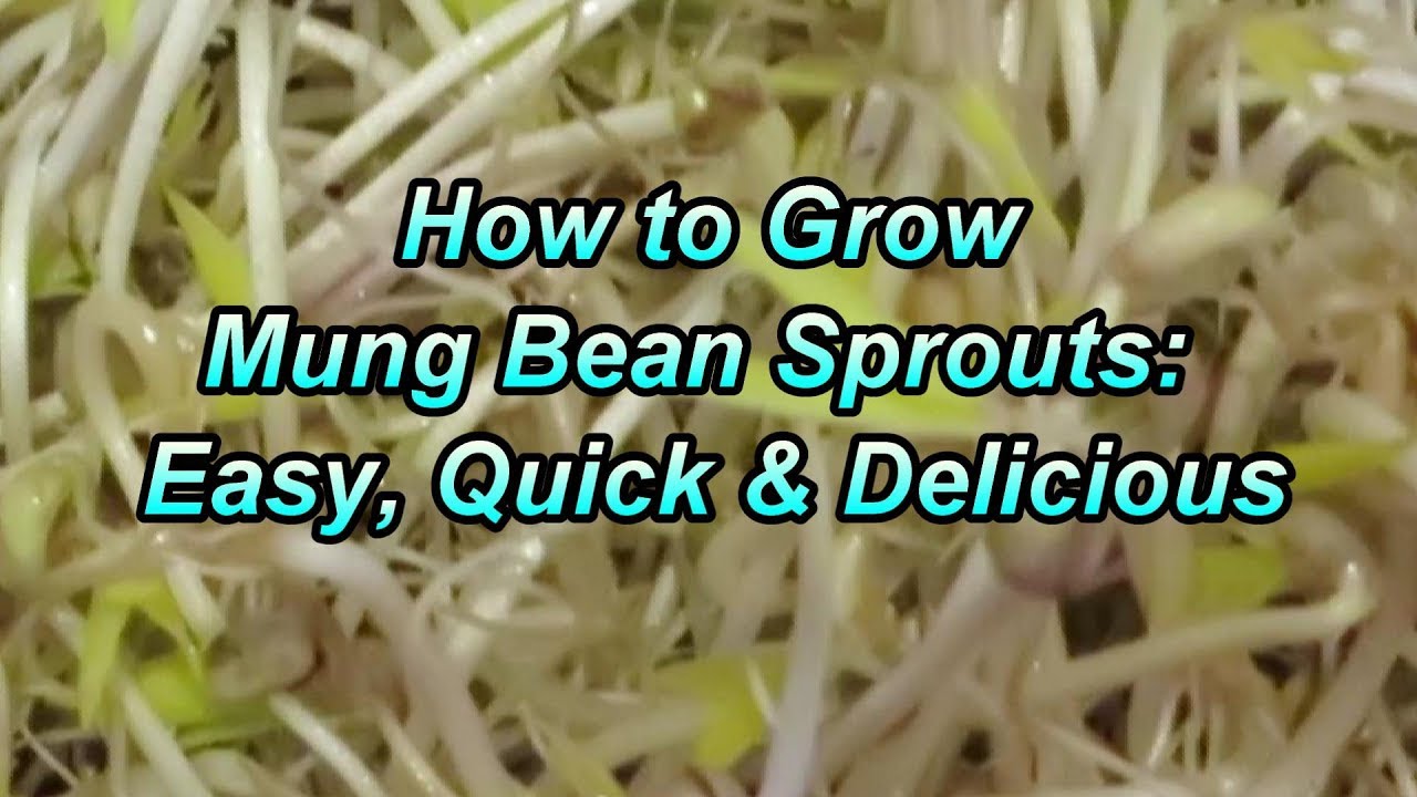 How to Sprout Mung Beans (Bean Sprouts): Easy and Delicious