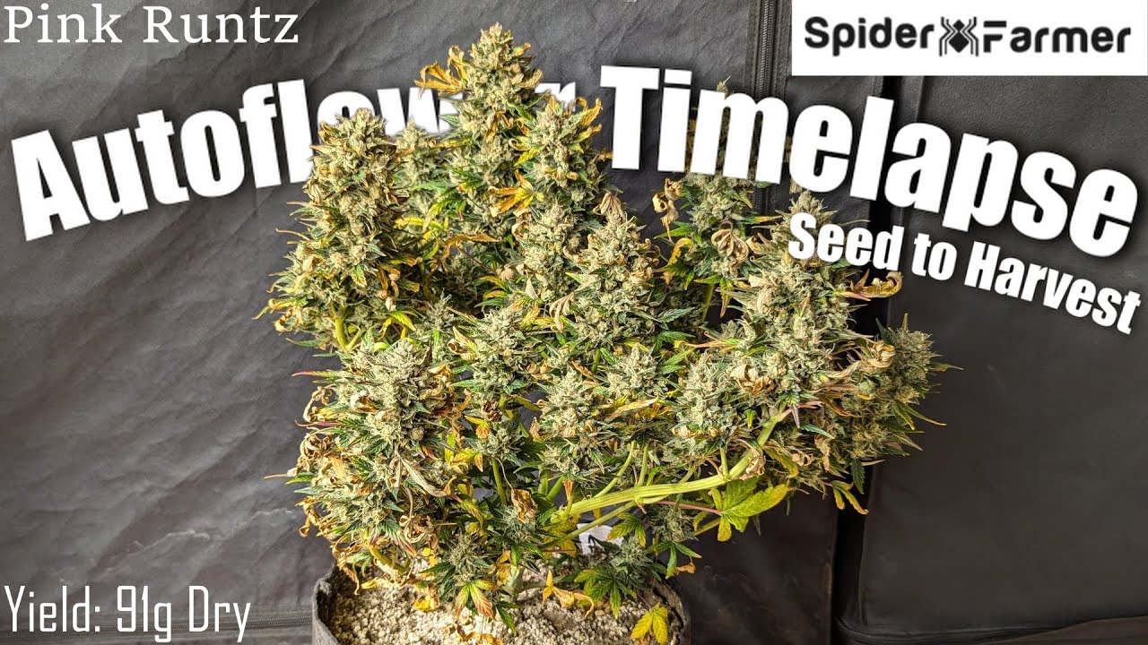 Timelapse - Seed to Harvest 91g Dry - Pink Runtz Autoflower - Spiderfarmer SF4000