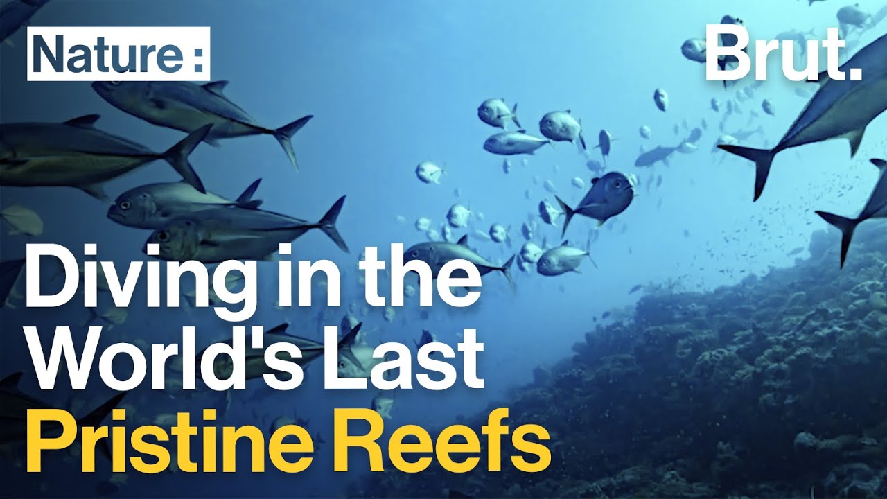 New Caledonia: Diving in the World's Last Pristine Reefs