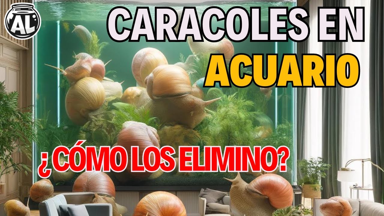 CARACOLES EN ACUARIOS: ❌PLAGA❌