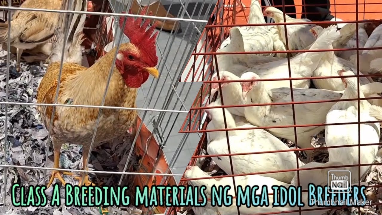 Mga class A Breeding materials ng mga idol nating Breeders