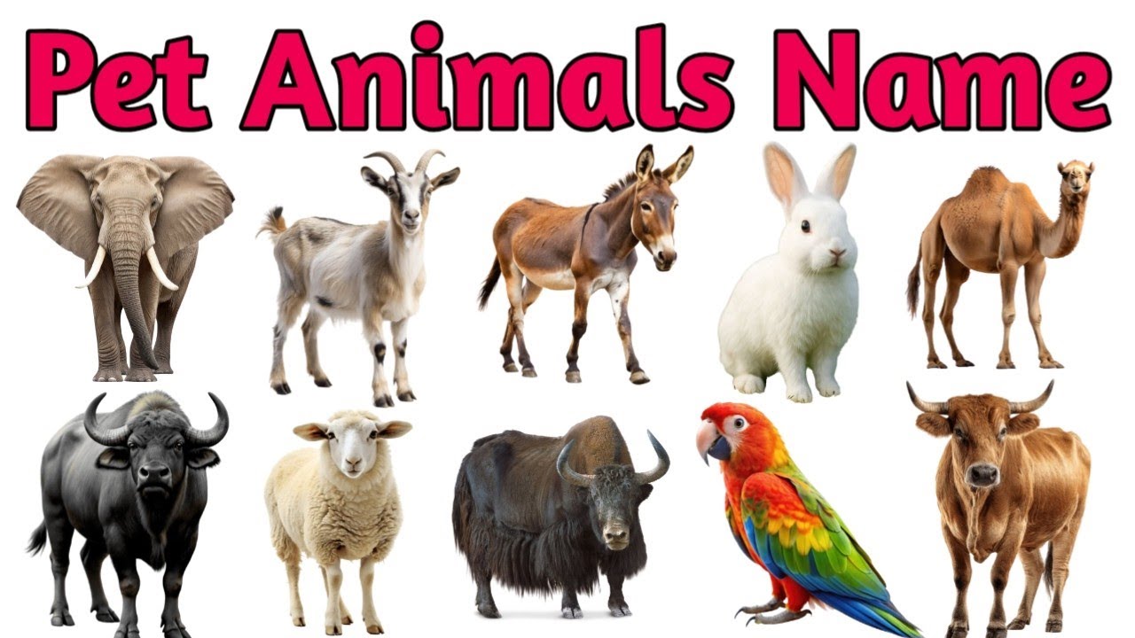 20 Domestic & Pet Animals Name | पालतू जानवरों के नाम | pet animals name for kids