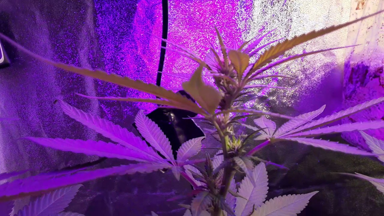 Bruce Banner End of week 2 of flower, End of stretch