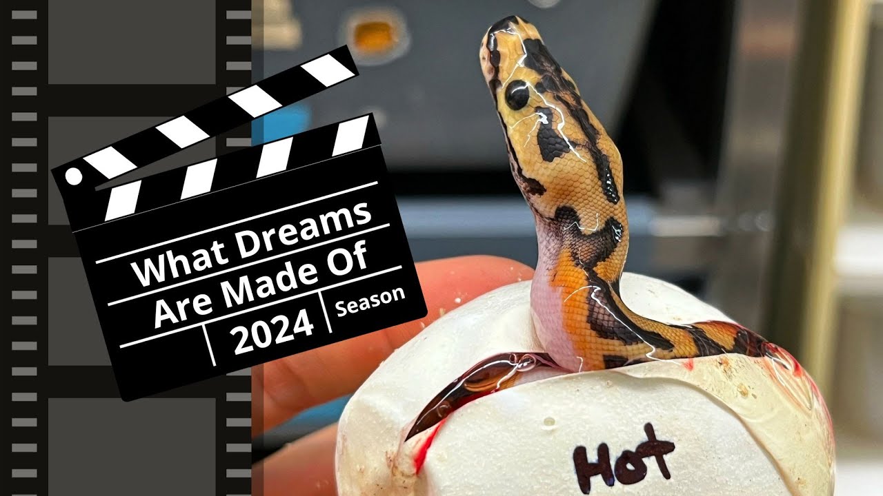 Our Best Hopes To Produce The Most Insane Ball Pythons (If We Could Have It All...)