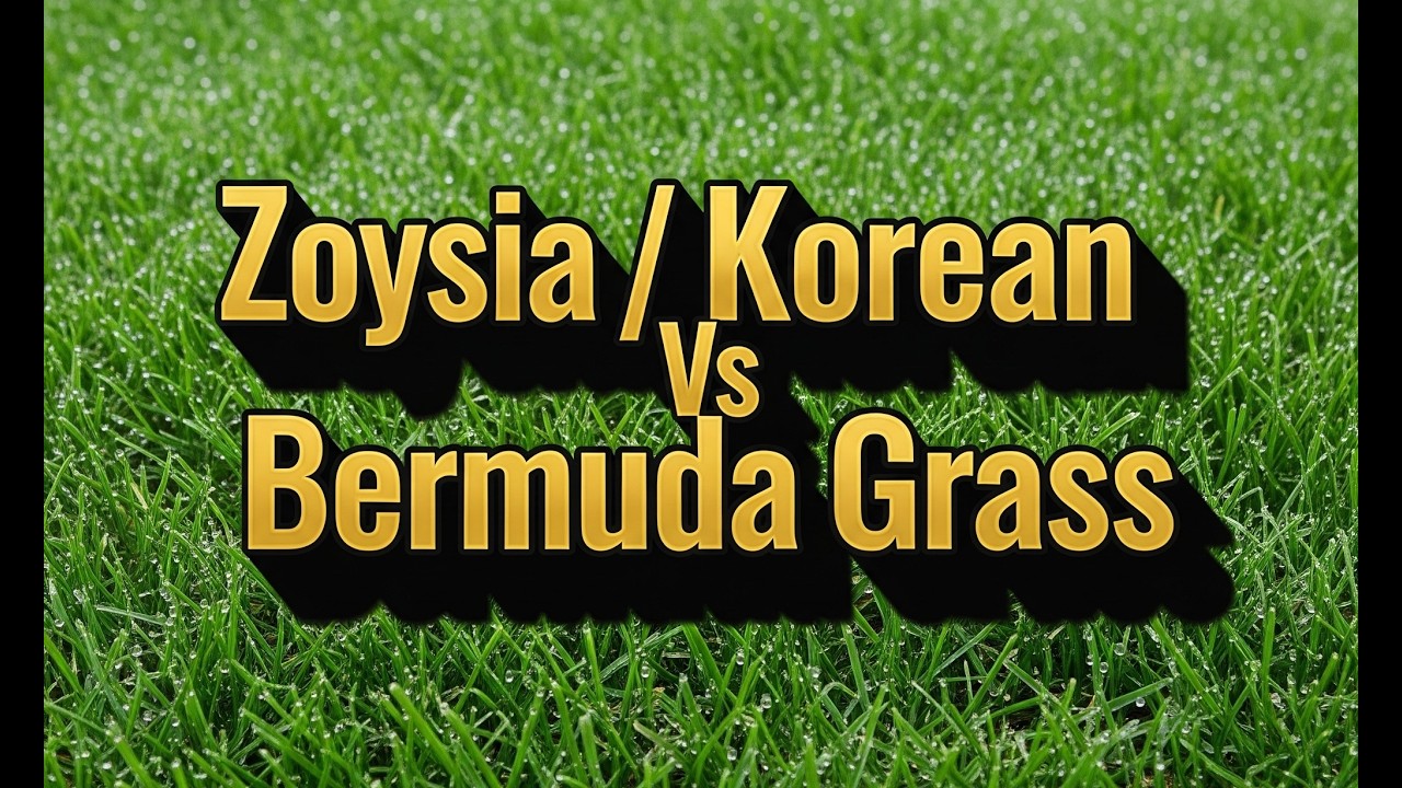 Emerald Zoysia / Korean Carpet Vs Bermuda Grass  