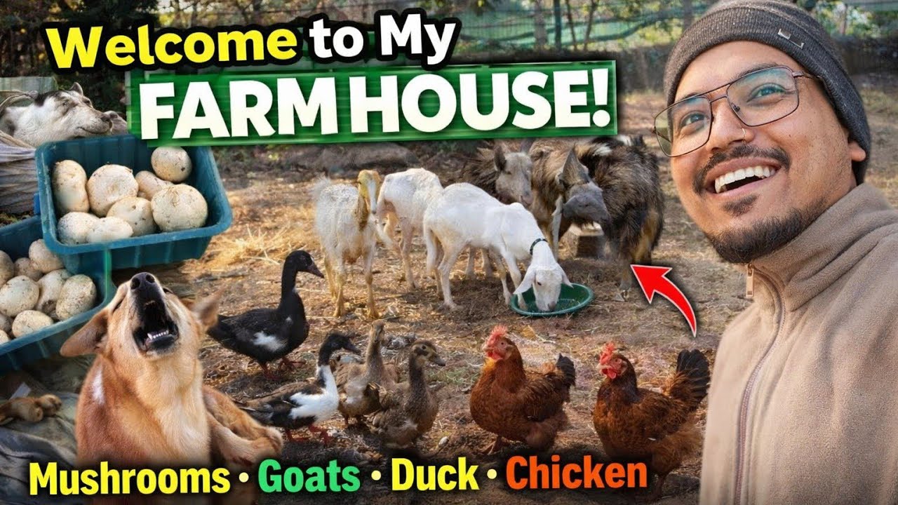 From City to My Little Farm House 🏡 | Mushrooms, Goats, Ducks & Peaceful Life