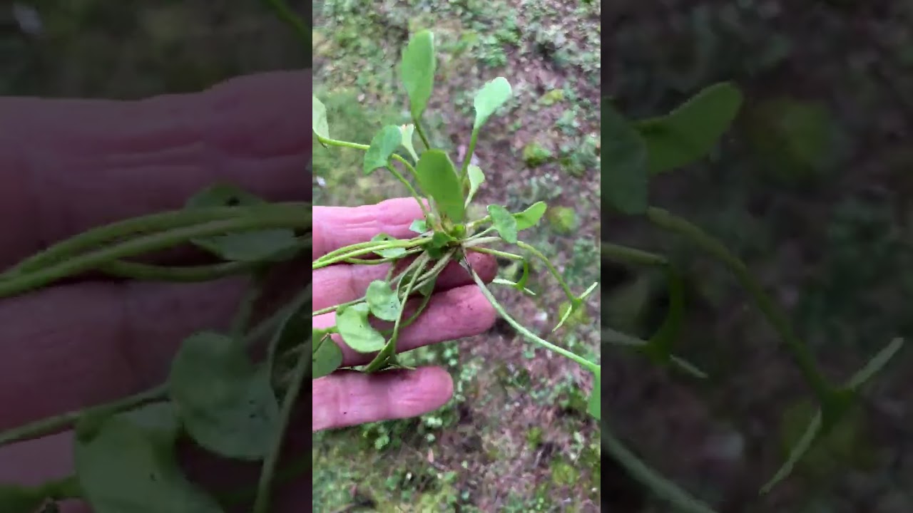 Это съедобно? #садоводство #уменяестьстрастькрастениям