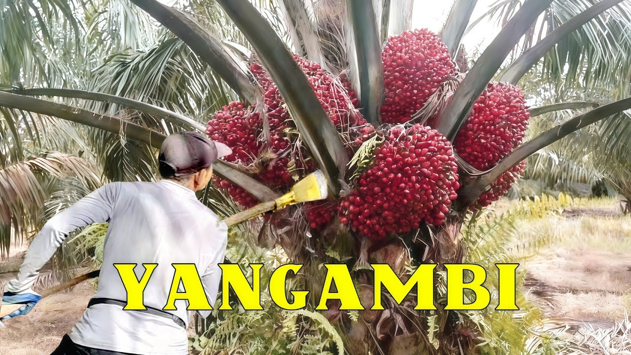 Panen ppks yangambi buahnya dobel semua setiap pohon